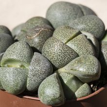 Una foto de Pleiospilos nelii