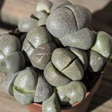 Una foto de Pleiospilos nelii