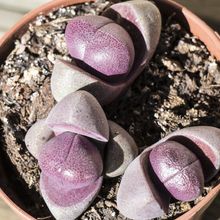 Una foto de Pleiospilos nelii cv. royal flush