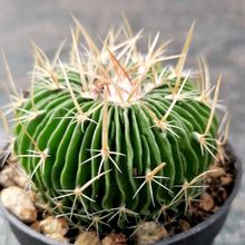 A photo of Stenocactus multicostatus