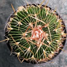 A photo of Stenocactus multicostatus