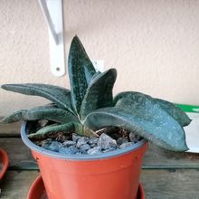 Foto de un cactus que se está identificando actualmente