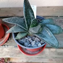 Foto de un cactus que se está identificando actualmente