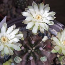 Una foto de Gymnocalycium anisitsii ssp. damsii cv. Multiproliferum
