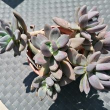 A photo of Sedeveria cv. blue mist