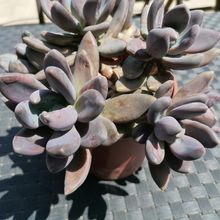 A photo of Sedeveria cv. blue mist