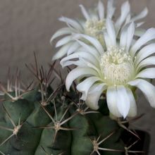 Una foto de Gymnocalycium anisitsii ssp. damsii cv. Multiproliferum