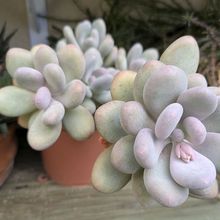 Photo of a cactus currently being identified