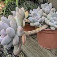 Photo of a cactus currently being identified