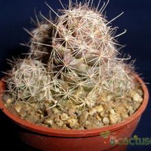 Una foto de Mammillaria mazatlanensis