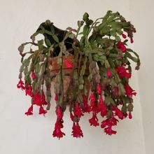Una foto de Schlumbergera bridgesii