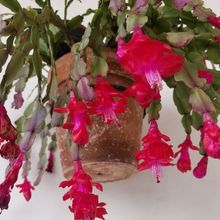 Una foto de Schlumbergera bridgesii