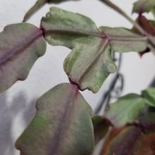 Una foto de Schlumbergera bridgesii