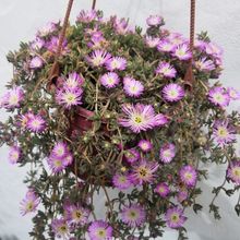 A photo of Drosanthemum floribundum