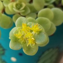 Una foto de Sedum makinoi  
