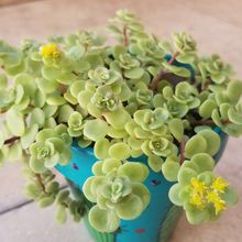 Una foto de Sedum makinoi  