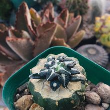Una foto de Ariocarpus kotschoubeyanus