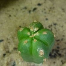 Una foto de Echinopsis pachanoi