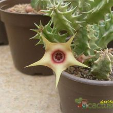 Una foto de Huernia laevis fma. Harras
