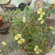 A photo of Euphorbia milii var. milii