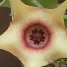 Una foto de Huernia laevis fma. Harras