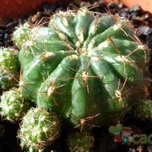 Una foto de Matucana polzii