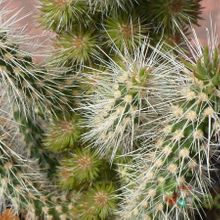 A photo of Cylindropuntia spinosior