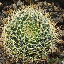 Una foto de Mammillaria decipiens ssp. decipiens