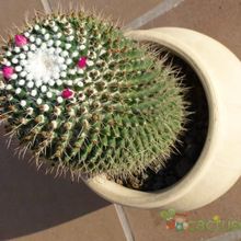 Una foto de Mammillaria polythele ssp polythele