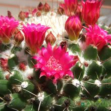 Una foto de Mammillaria polythele ssp polythele