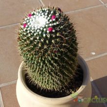 Una foto de Mammillaria polythele ssp polythele