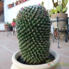 Una foto de Mammillaria polythele ssp polythele