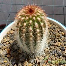 A photo of Espostoa lanata subsp. ruficeps