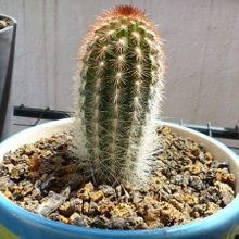 A photo of Espostoa lanata subsp. ruficeps