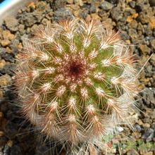 A photo of Espostoa lanata subsp. ruficeps