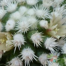 A photo of Mammillaria gracilis cv. Arizona Snowcap