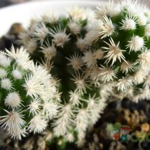 A photo of Mammillaria gracilis cv. Arizona Snowcap