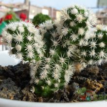 A photo of Mammillaria gracilis cv. Arizona Snowcap