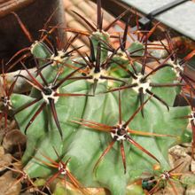 Una foto de Ferocactus emoryi