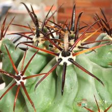 Una foto de Ferocactus emoryi