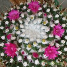 Una foto de Mammillaria polythele ssp polythele