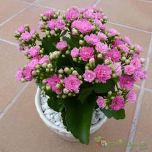 Una foto de Kalanchoe blossfeldiana