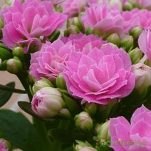 Una foto de Kalanchoe blossfeldiana