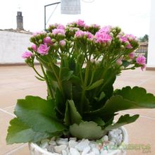 Una foto de Kalanchoe blossfeldiana
