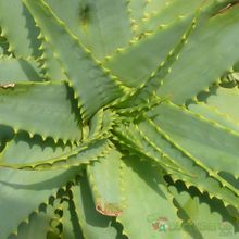 Una foto de Aloe arborescens