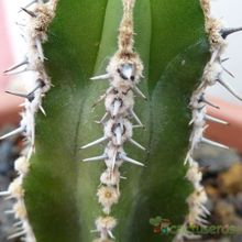 Una foto de Pachycereus marginatus