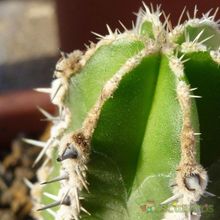 Una foto de Pachycereus marginatus