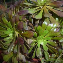 Una foto de Aeonium arboreum cv. artropurpureum