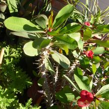 A photo of Euphorbia milii var. milii