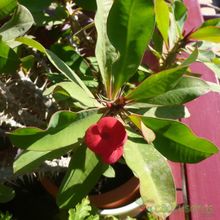 A photo of Euphorbia milii var. milii